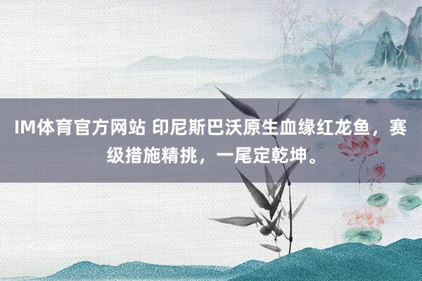 IM体育官方网站 印尼斯巴沃原生血缘红龙鱼，赛级措施精挑，一尾定乾坤。